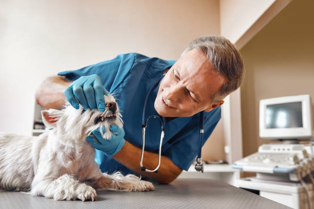 Best Broken Tooth Emergency  in Kimball, TN